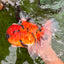 AAA Grade Jumbo Tiger Oranda Male 7.5 inches #031326OR_01