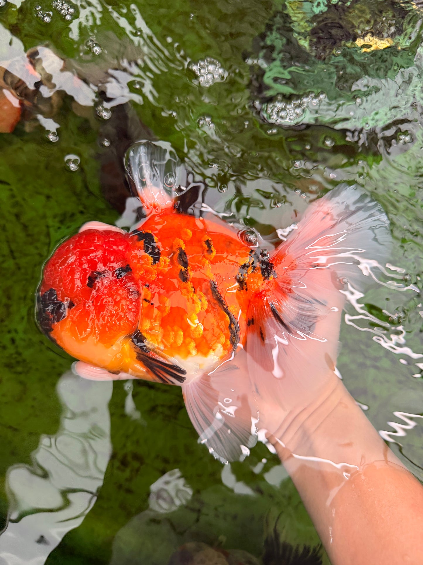 AAA Grade Jumbo Tiger Oranda Male 7.5 inches #031326OR_01