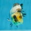 Cow Chinese Ranchu Female 5-5.5 inches #103125RC_08