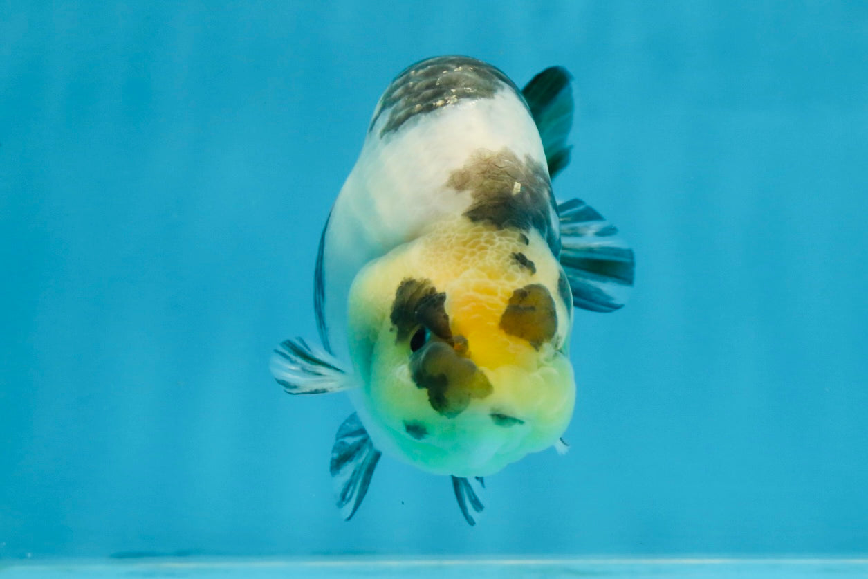 Cow Chinese Ranchu Female 5-5.5 inches #103125RC_08