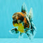 AAA Grade Calico Oranda Male 5 inches #070626OR_06