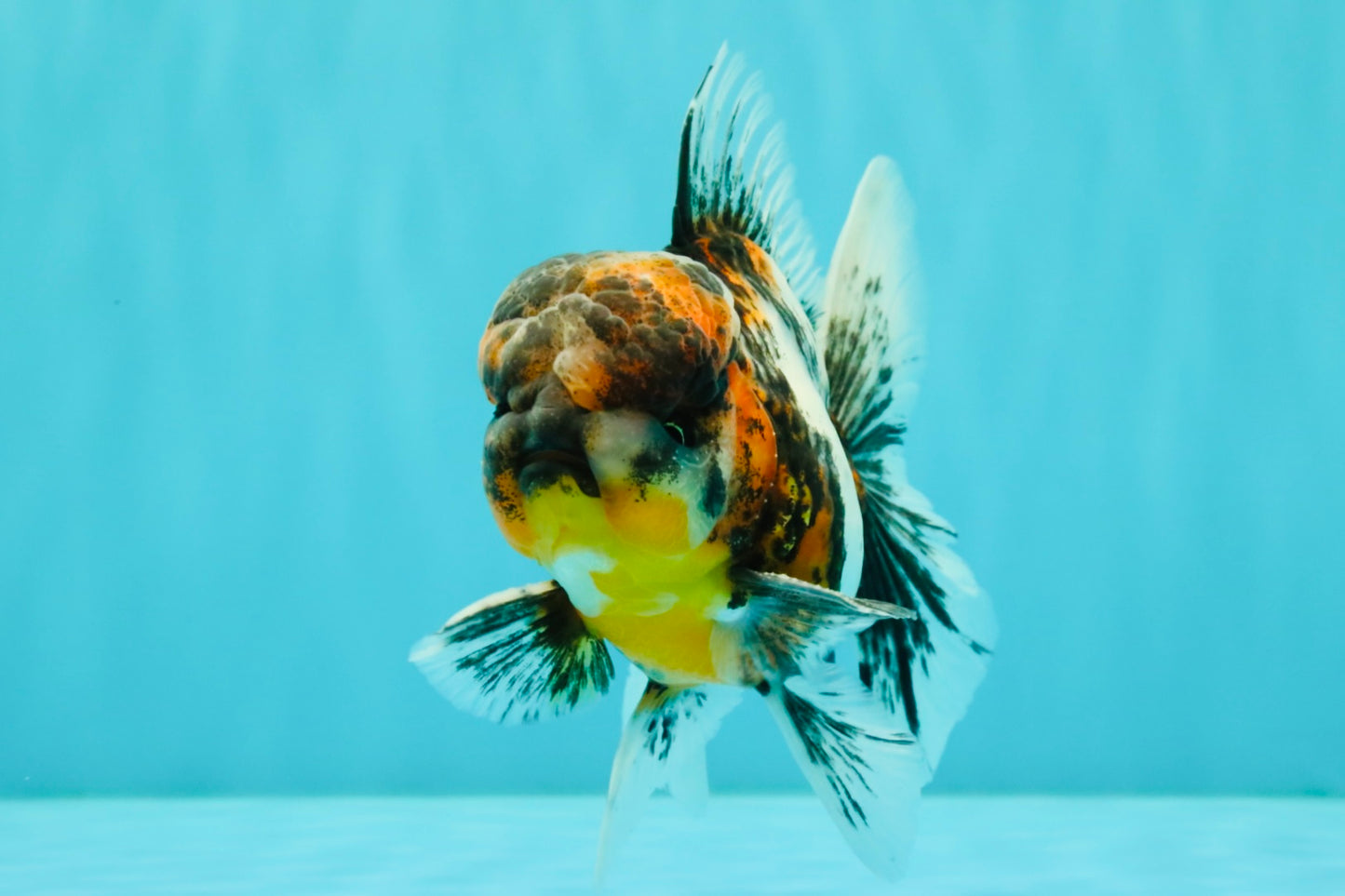 AAA Grade Calico Oranda Male 5 inches #070626OR_06