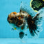 A Grade Kirin Oranda Female 6 inches #110725OR_02