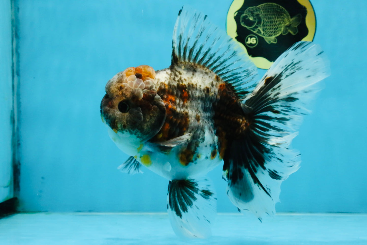 A Grade Kirin Oranda Female 6 inches #110725OR_02