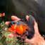 BATMAN Apache Oranda Male 5 inches #050826OR_03