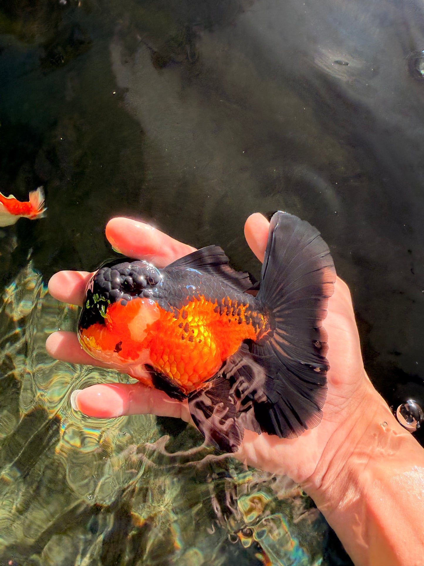 BATMAN Apache Oranda Male 5 inches #050826OR_03