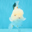 MARSHMALLOW Red White Oranda Male 5.5 inches #040326OR_16