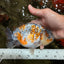 SPECIAL Calico Blue Base Ranchu Male 5.5 Inches #100226RC_20