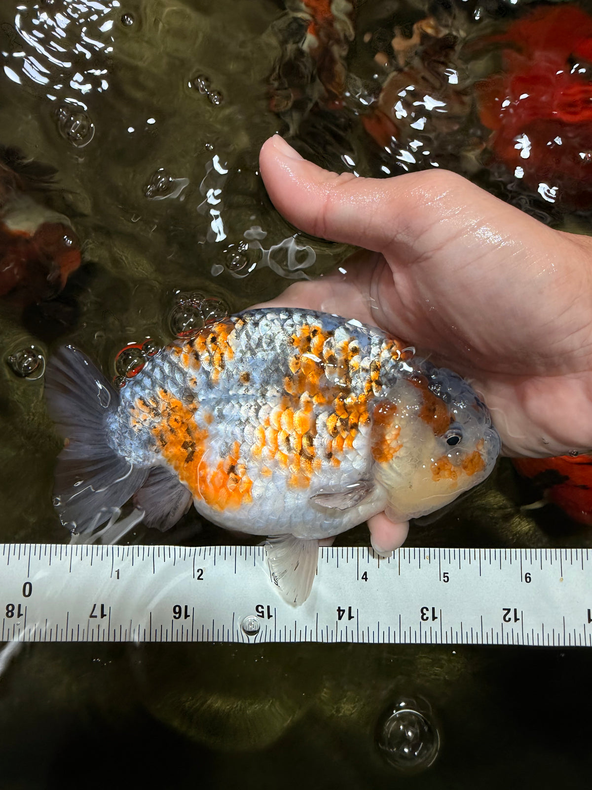 SPECIAL Calico Blue Base Ranchu Male 5.5 Inches #100226RC_20
