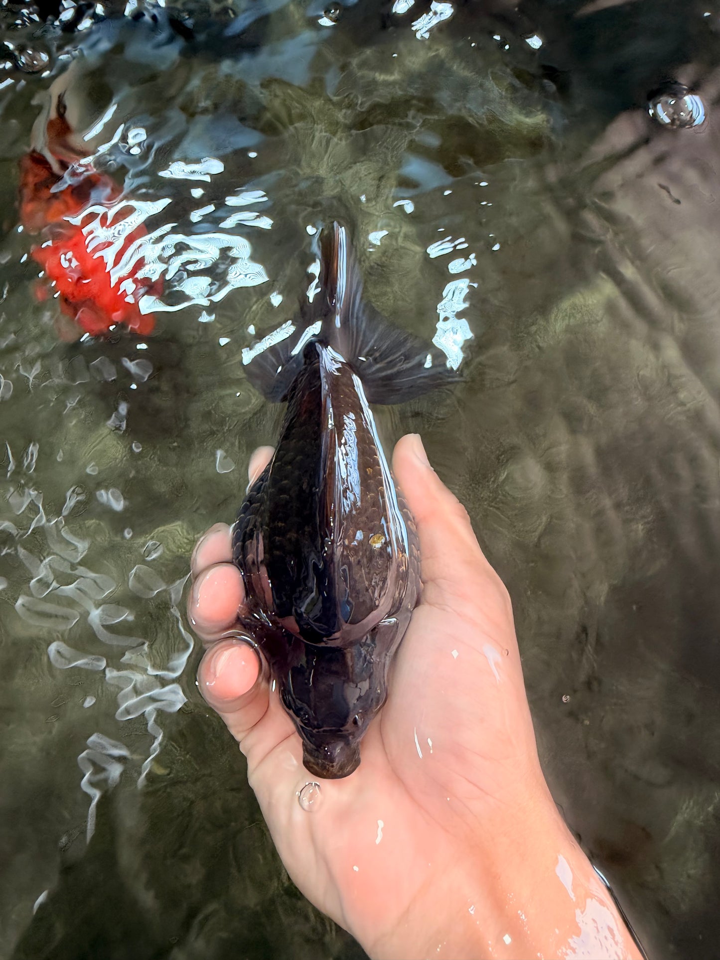UNIQUE AAA Grade Black Diamond Scale Ryukin Male 5.5-6 inches #082126RK_18