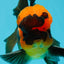 BIG HEAD AAA Grade Red Head Oranda Male 4.5-5 inches #1004OR_36