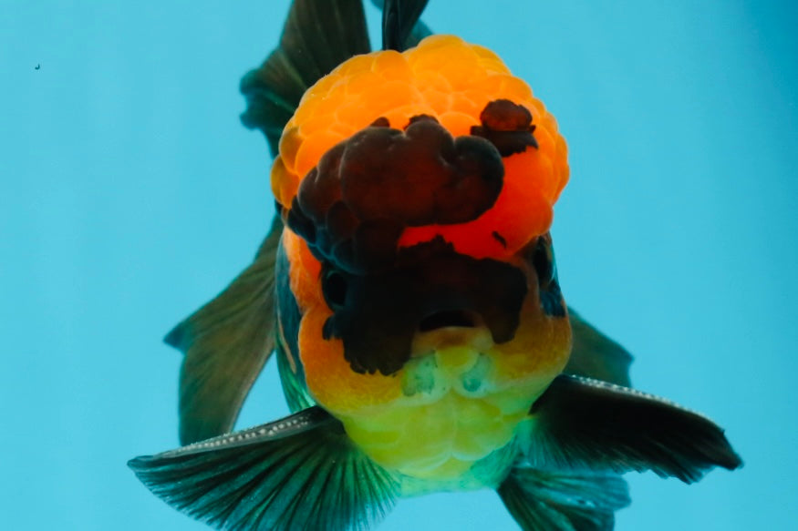 BIG HEAD AAA Grade Red Head Oranda Male 4.5-5 inches #1004OR_36