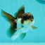 Panda Oranda Male 3.5-4 inches #1018OR_17