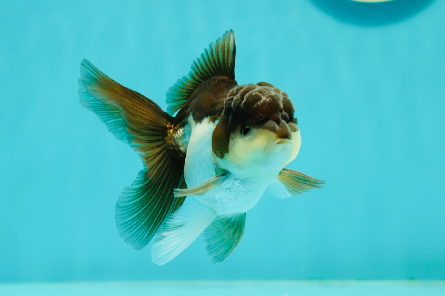 Panda Oranda Male 3.5-4 inches #1018OR_17