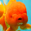 AAA Grade Super Jumbo Red White  Oranda Male 8-8.5 inches #062626OR_04