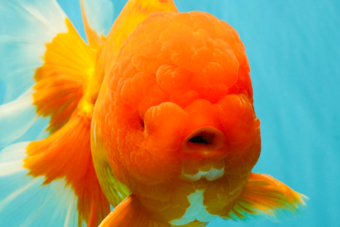 AAA Grade Super Jumbo Red White  Oranda Male 8-8.5 inches #062626OR_04