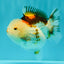 SUPER CUTE A Grade Tricolor Yuanbao Female 4.5-5 inches #082126YB_27