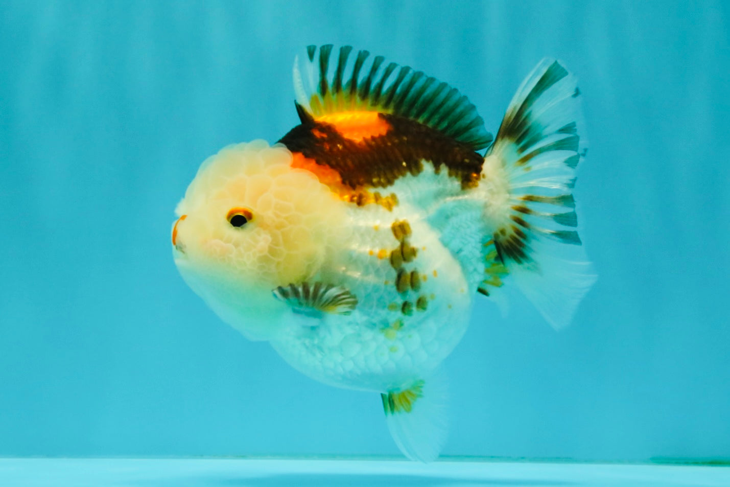 SUPER CUTE A Grade Tricolor Yuanbao Female 4.5-5 inches #082126YB_27