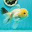 A Grade BULLDOG Lemonhead Oranda Male 4.5-5 inches #1018OR_22