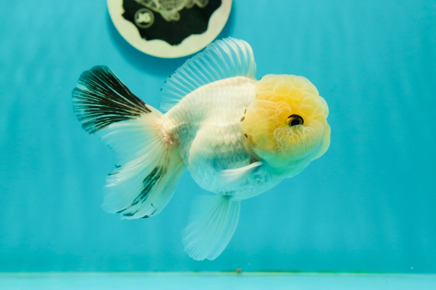 A Grade BULLDOG Lemonhead Oranda Male 4.5-5 inches #1018OR_22