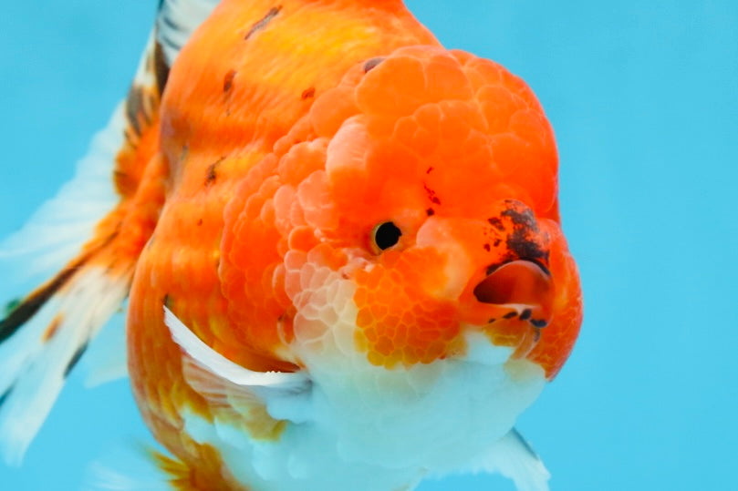 AAA Grade Godzilla Sakura Yuanbao Male 5 inches #080125YB_13