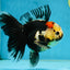 A Grade Tricolor Oranda Female 5.5-6 inches #062725OR_24