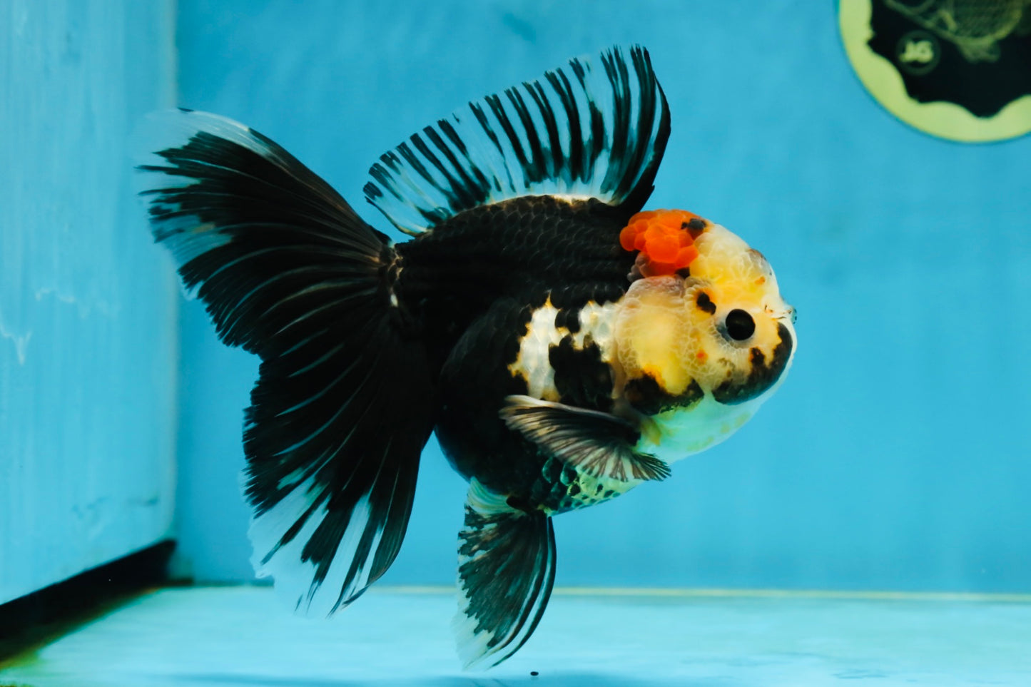 A Grade Tricolor Oranda Female 5.5-6 inches #062725OR_24