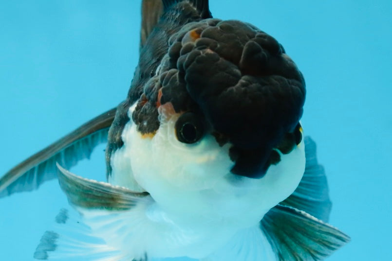 A Grade Young Panda Button W Oranda Male 4.5-5 inches #061325_06