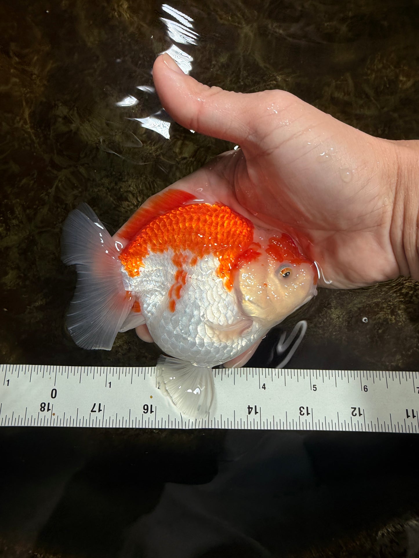 BIG WEN A Grade Red White Yuanbao Female 5 inches #112825YB_16