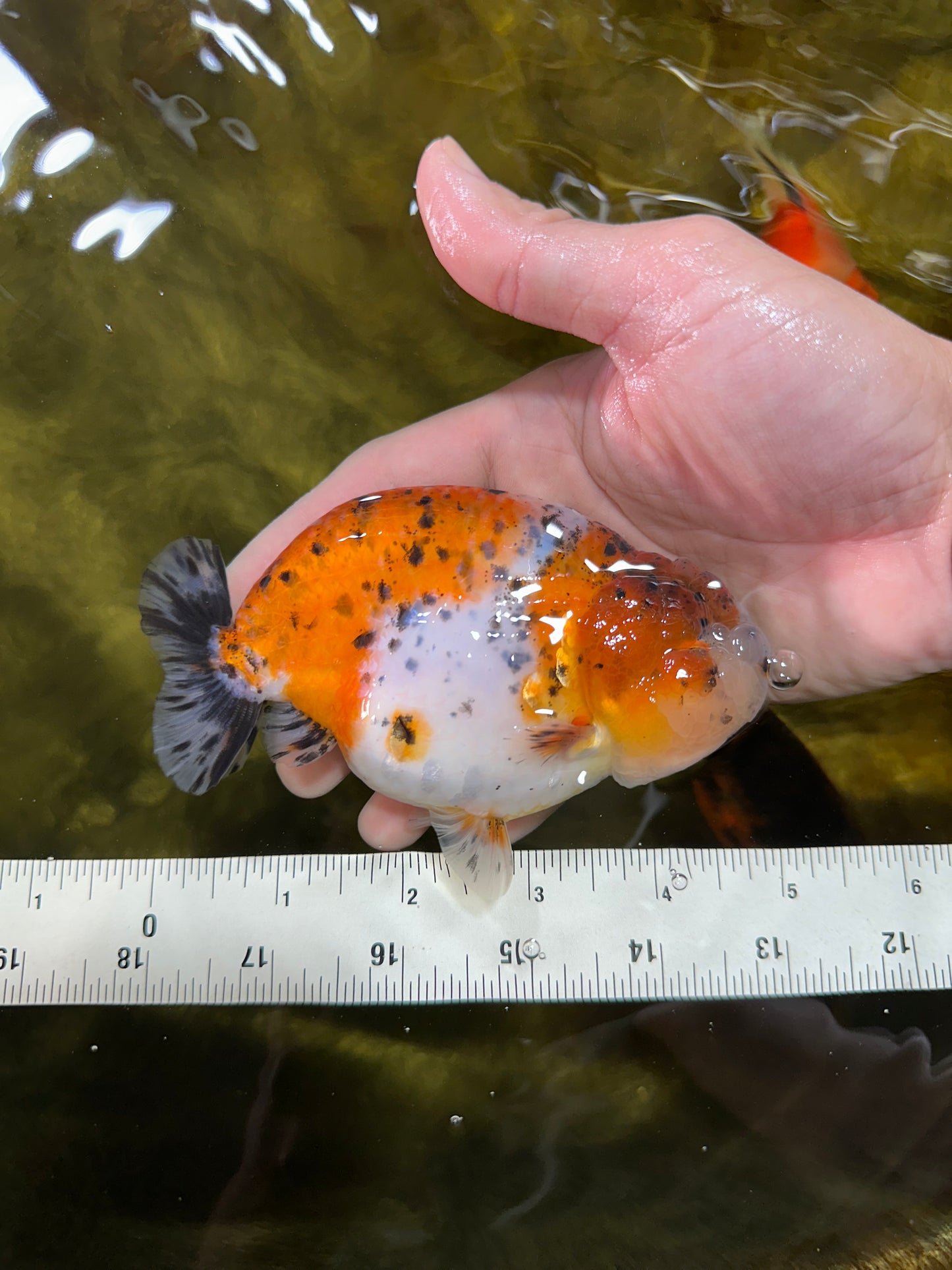 AAA Grade Calico LionKing 4.5-5 inches #050925LC_03