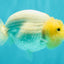 A Grade White LionQueen 4.5 inches #082126LC_22