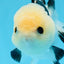 A Grade Tricolor Button Eyes Oranda Male 4.5 inches #0830OR_23