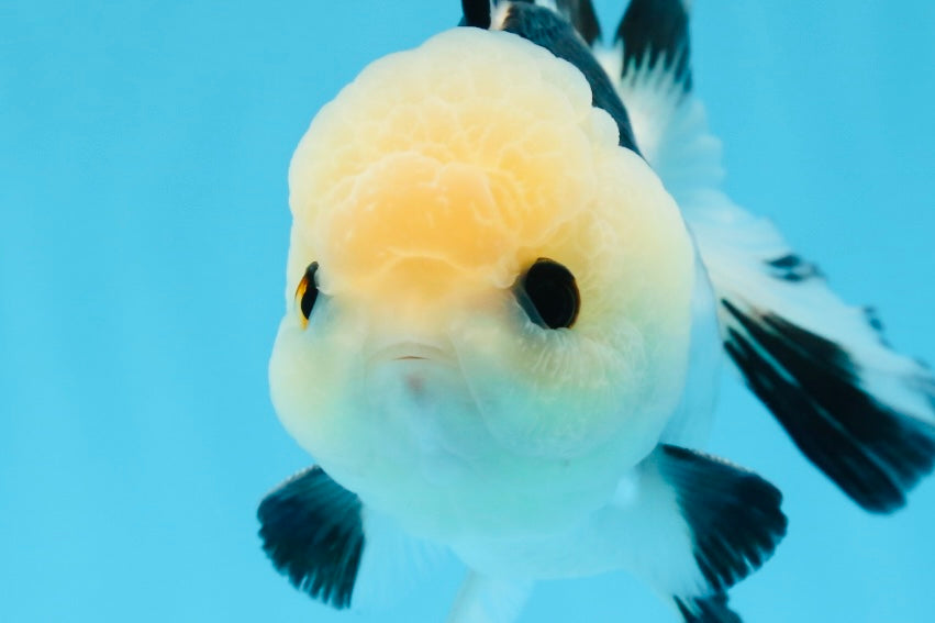 A Grade Tricolor Button Eyes Oranda Male 4.5 inches #0830OR_23