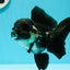 Panda Oranda hembra de cola negra completa, grado A, ÚNICO, 5-5,5 pulgadas, n.° 0531OR_13