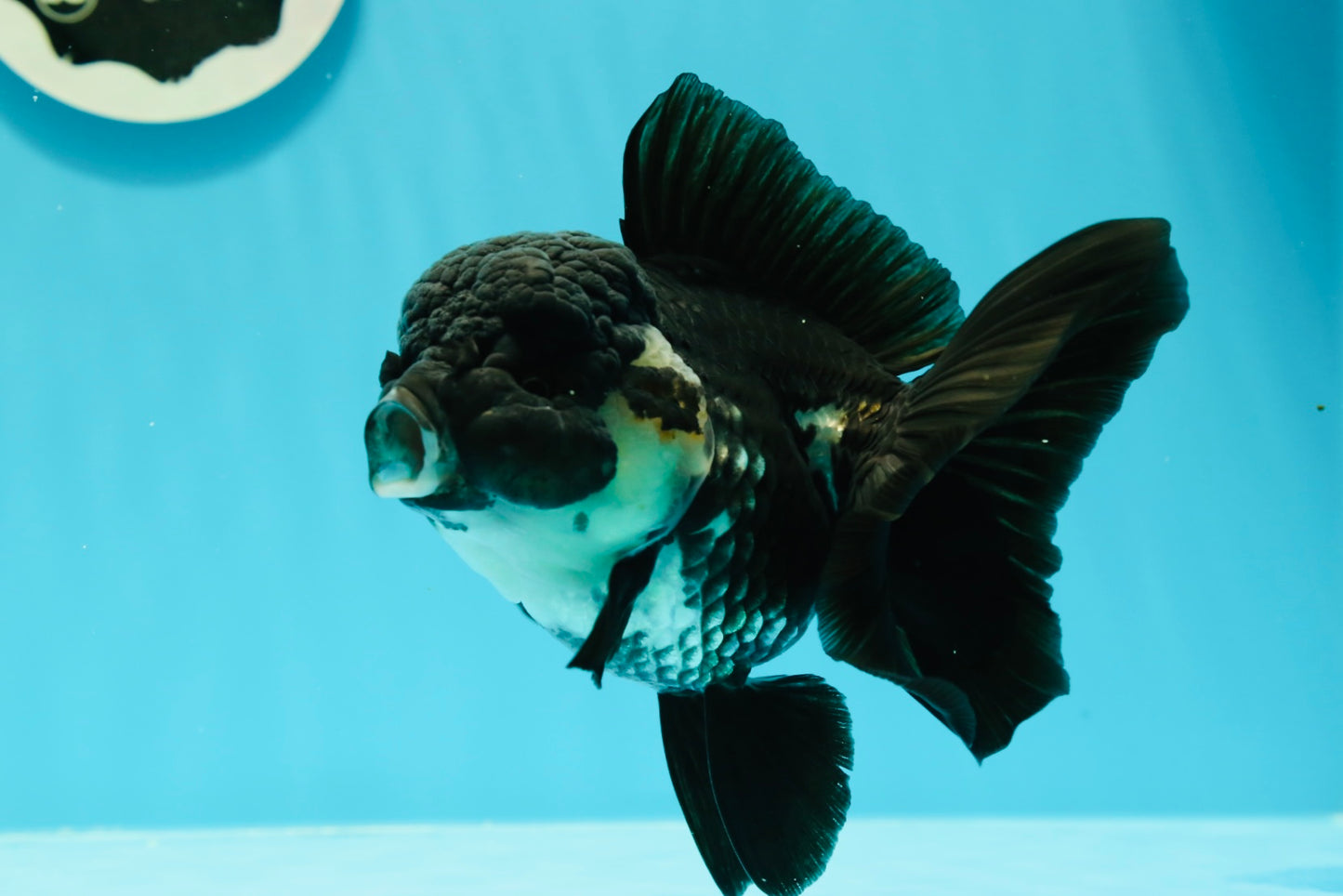 🐼 A Grade UNIQUE Panda Full Black Tail Oranda Female 5-5.5 inches #0531OR_13