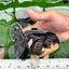 Oranda hembra tricolor de grado AAA de 5 pulgadas n.° 0830OR_02