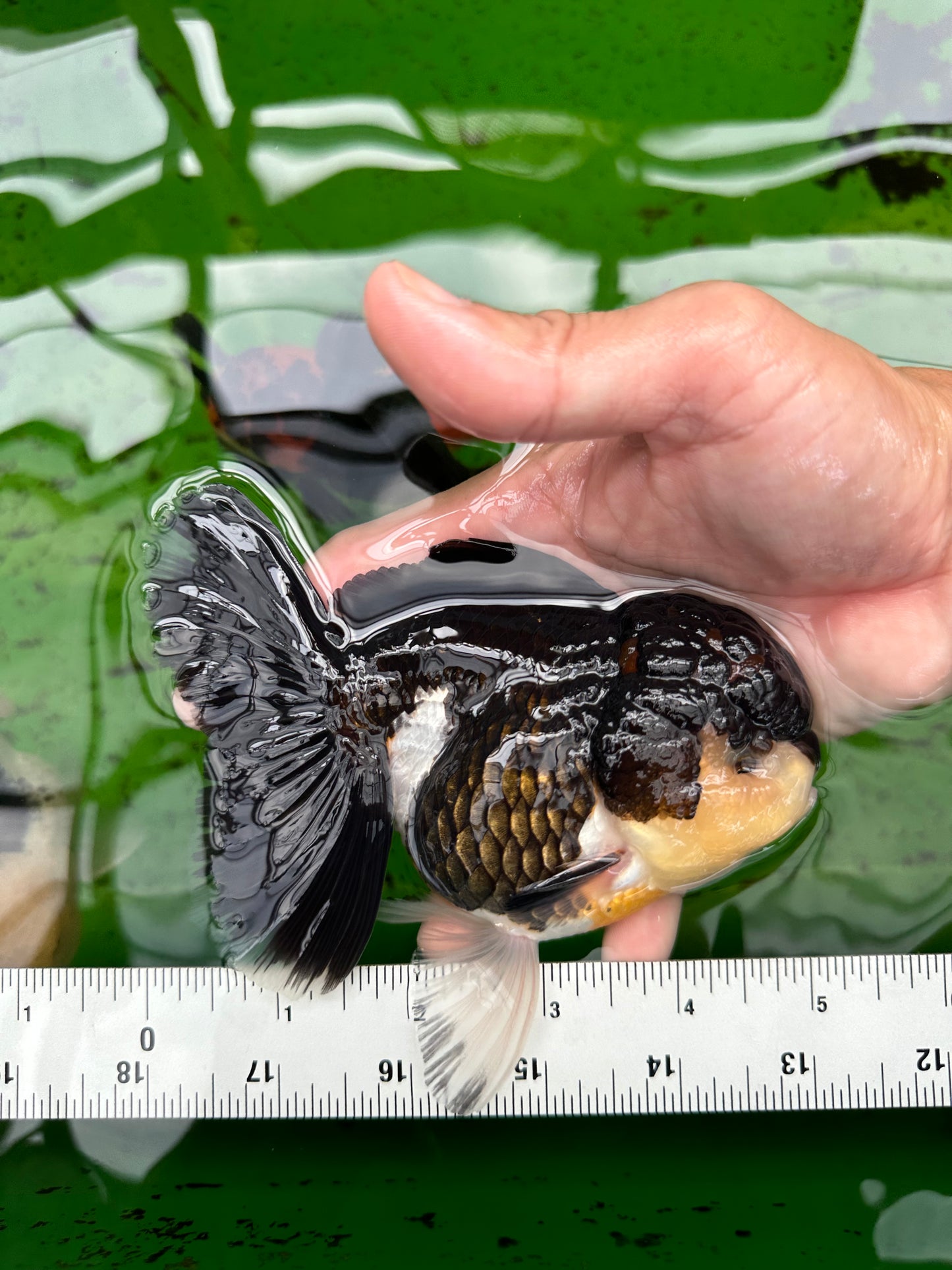 Oranda hembra tricolor de grado AAA de 5 pulgadas n.° 0830OR_02