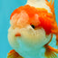 BULLDOG AAA Grade Red White Yuanbao Male 6 inches #070326YB_02