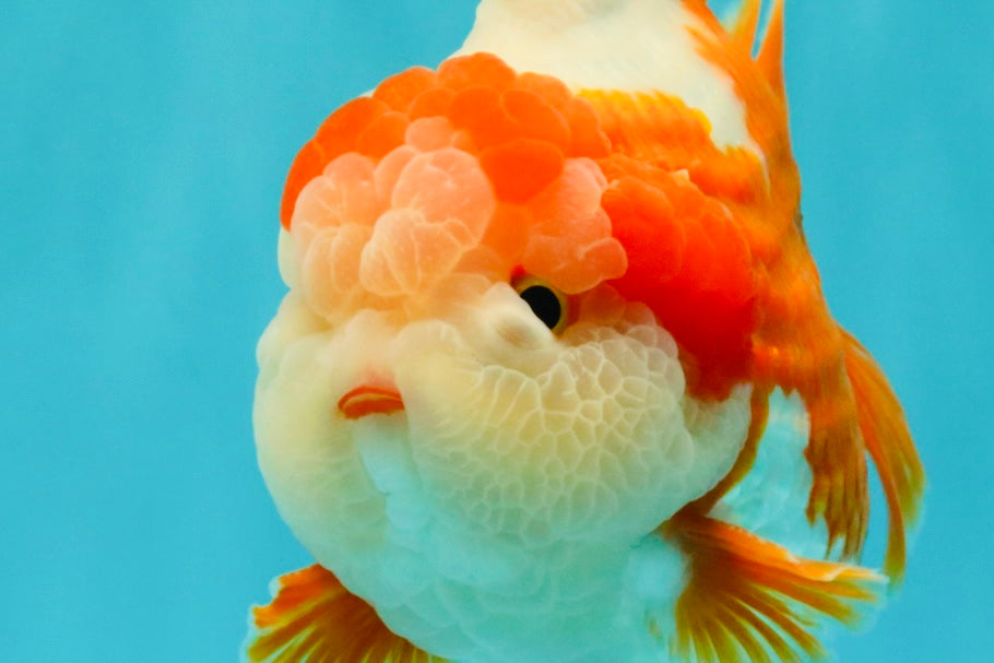 BULLDOG AAA Grade Red White Yuanbao Male 6 inches #070326YB_02