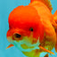 JUMBO A Grade Red White Oranda Female 7.5 inches #032026OR_02