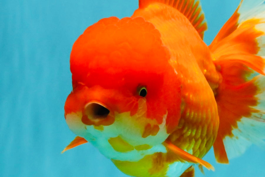 JUMBO A Grade Red White Oranda Female 7.5 inches #032026OR_02