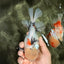 A Grade Marble Oranda Male 6.5 inches #072426OR_07