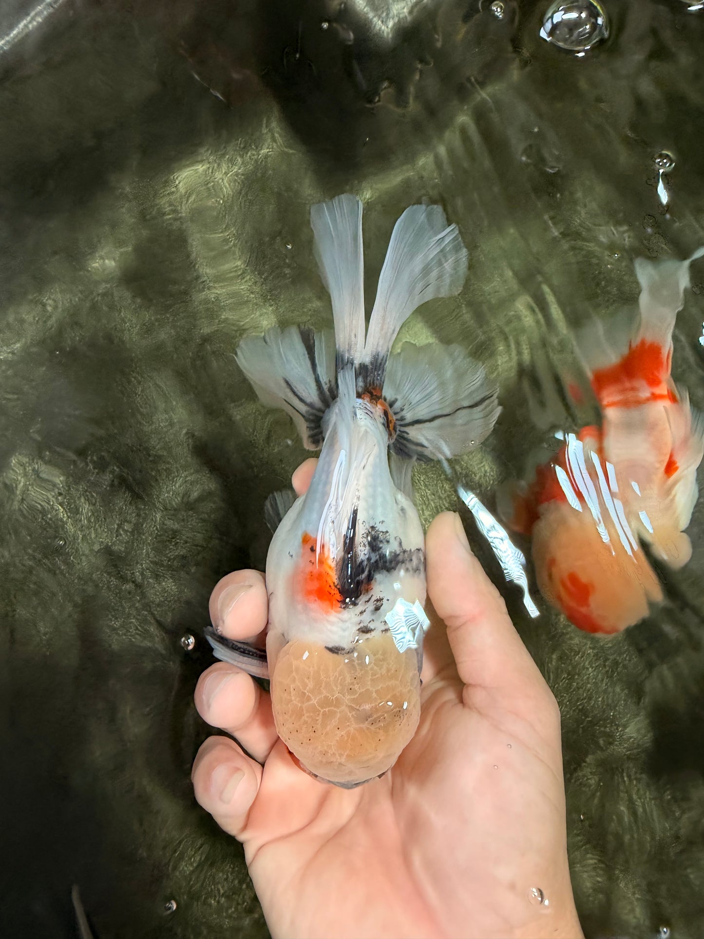 A Grade Marble Oranda Male 6.5 inches #072426OR_07