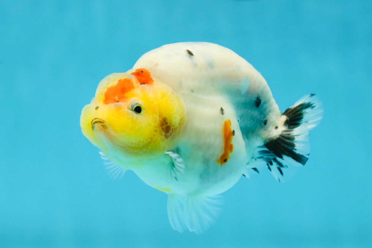 A Grade Cow Tricolor LionQueen 4 inches #050925LC_08