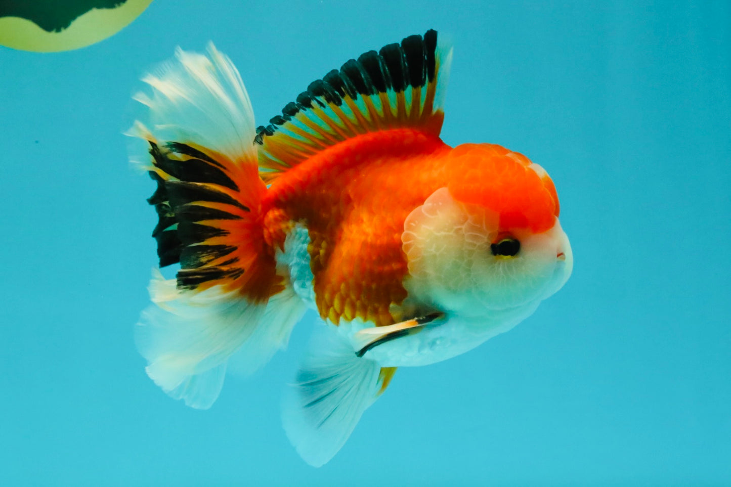 A Grade Red White Oranda Male 5.5 inches #042426OR_07