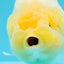 Lemonhead LionChu Female 4-4.5 inches #0503LC_26