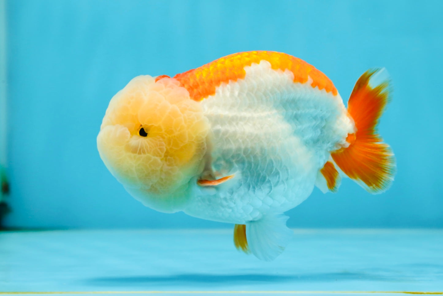 Marshmallow AAA Grade Red White LionKing 4 inches #042525LC_12