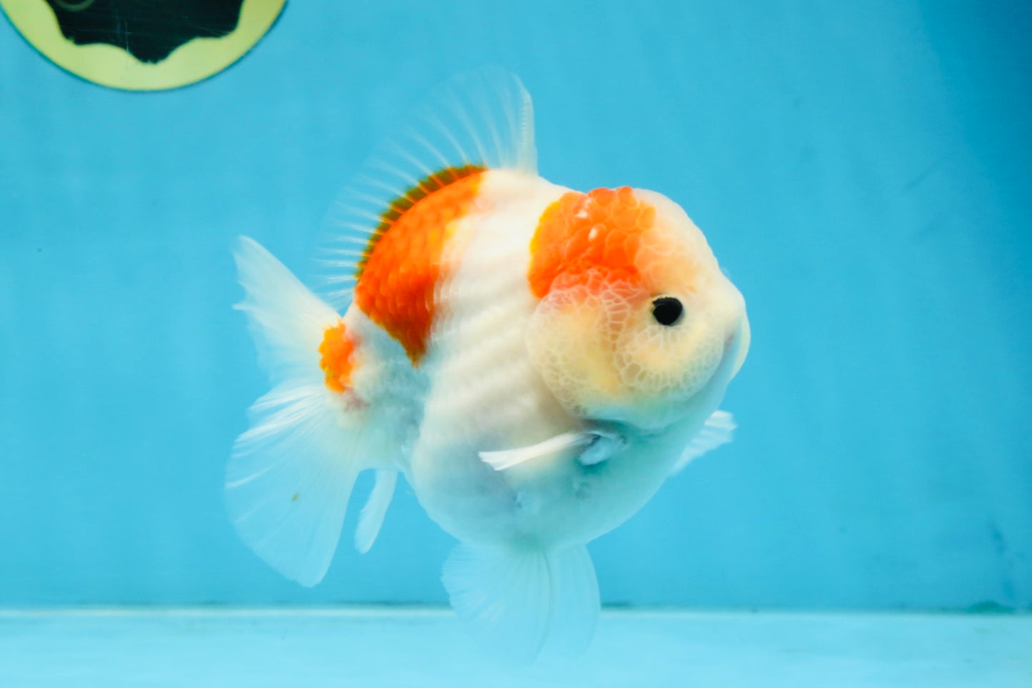 ADORABLE A Grade Sakura Yuanbao Male 4 inches #110725YB_10