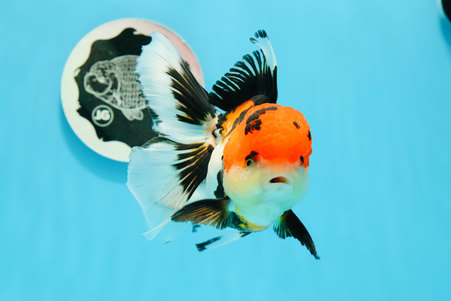 Tricolor Oranda Female 4.5-5 inches #0503OR_05