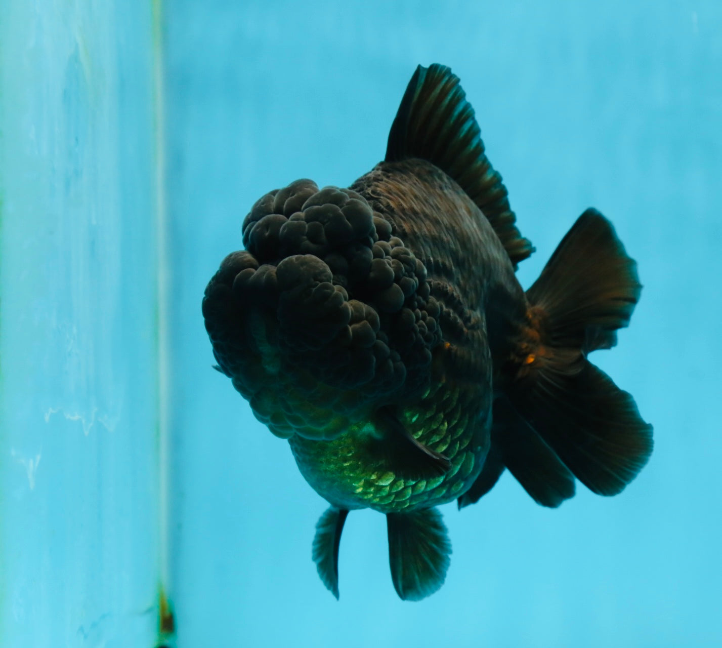 AAA Grade Godzilla Black Yuanbao Female 5-5.5 inches #050925YB_22